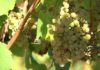 O Salnés prepárase para a vendima coas uvas ultimando a maduración