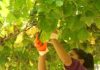 Rías Baixas duplica en dous días o volume de uva vendimada
