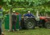 20 millóns para que os viticultores cobren as uvas desta colleita