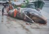 A balea branca de Tal termina despezada en toros en Muros