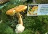 A Amanita dos Césares conquista o ‘Outono Micolóxico’
