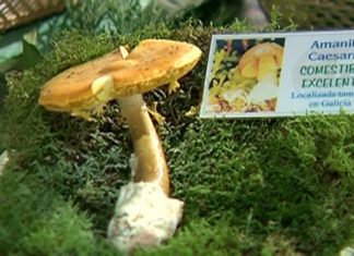 A Amanita dos Césares conquista o ‘Outono Micolóxico’