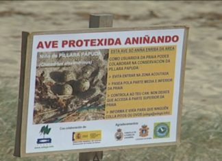 A Xunta garantirá a supervivencia da píllara das dunas