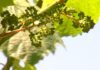 Menor colleita en Rías Baixas polo pouco frío e os freos en floración