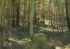 Un incendio calcina máis de vinte hectáreas de monte en Lousame