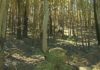 Un incendio calcina máis de vinte hectáreas de monte en Lousame