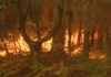 Imputado un boirense coma autor dun incendio en Rebordelo