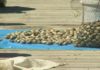 Fonda preocupación na ría de Arousa pola escaseza de berberecho