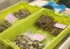 “Pescaenverde” chegará ós mercados na primavera de 2015