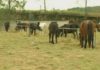 A irrupción de cabalos na AC-550 obriga a mediar ó concello de Muros