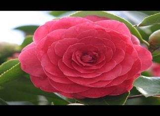 Padrón acollerá esta próxima fin de semana a II Exposición da Camelia
