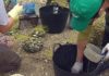 A marea vermella continúa o seu avance pola Ría de Arousa