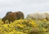 Denuncian a aparición de oito cabalos con cepos nos montes de Ribeira