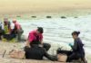 A marea vermella volve ameazar o marisqueo