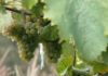 As chuvias non afectan ás uvas polo que o groso da colleita comezará mañá