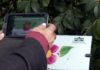 As camelias de Quinteiro da Cruz, dispoñibles todo o ano grazas á realidade aumentada