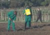 O obradoiro de emprego de agricultura ecolóxica de Vilanova doará todos os seus produtos a Cáritas Arousa