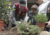 700 escolares de Vilagarcía decoran as rúas con prantas para o Nadal