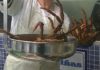 O menú tradicional imponse na cea de Noiteboa