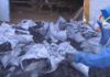 A Axencia Tributaria faise con 250 quilos de cocaína nunha madeireira de Lousame