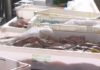 Os placeiros de Vilagarcía reclaman máis medidas de seguridade na praza de abastos