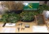 Detidos tres veciños de Boiro por cultivo de marihuana