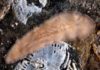 Unha nova especie mariña aparece na Ría de Arousa