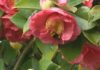 O Pazo de Lourizán conta coa camelia máis grande do mundo
