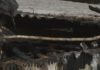 Varios animais dun alpendre da Pobra puideron ser rescatados dun incendio