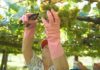As exportacións de Rías Baixas medran en cantidade e valor