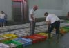 Arranca a veda do polbo nunha campaña con excelente cotización