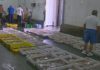 O sector propón unha veda de corenta e cinco días para o polbo