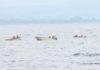 Os mariscadores de Ribeira retoman a actividade en Coroso