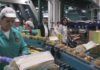 A conselleira do Medio Rural visita a sede de Kiwis Atlántico en Ribadumia