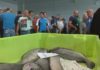 A nova lonxa de Ribeira abría esta mañá as súas portas