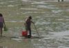 Os mariscadores combaten a praga de algas para evitar que asfixie o marisco