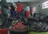 O arranque da campaña en Noia sobrepasa as boas expectativas