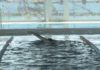 A piscina de Porto do Son arranca a tempada escolar con importantes novidades