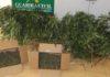 Detido un veciño de Escarabote por cultivo de marihuana