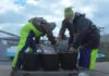 Os mariscadores noieses volven a actividade despois dun mes parados pola toxina