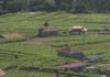 Medio Rural apoia a restruturación e reconversión dos viñedos Medio Rural apoia a restruturación e reconversión dos viñedos