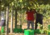 Rías Baixas recolle 39 millóns de quilos na segunda vendima máis abondosa Rías Baixas recolle 39 millóns de quilos na segunda vendima máis abondosa