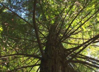 Os mozos que plantaron as sequoias do Bosque de Colón volven a Poio