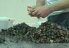 O percebe de Aguiño comeza a mellorar a súa cotización de cara ó verán
