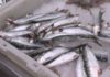 A sardiña está a 6-7 euros o quilo a 4 días do San Xoán