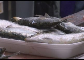 Mar aposta por adiantar as posibilidades de pesca da sardiña para a flota galega