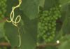 As vides de Rías Baixas, en nivel de alerta máxima pola ameaza do mildeu