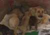 A Deputación lanza a campaña “abre os ollos fronte ao abandono”