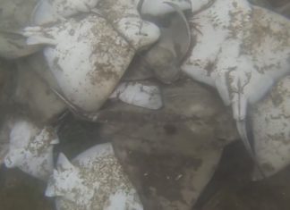 Localizan na Toxa un cento de raias mortas nos aparellos dos furtivos