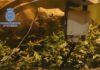 Localizan 700 plantas de marihuana nunha vivenda en Ribeira